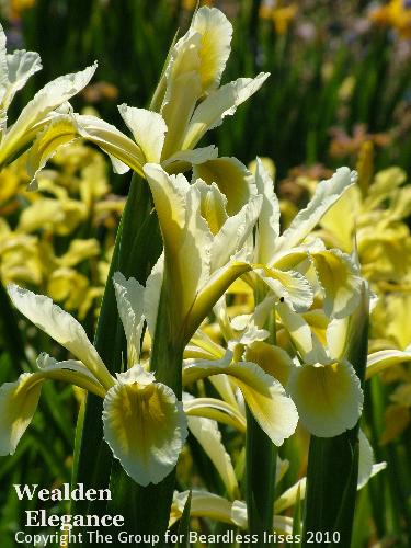 Wealden Elegance (5)